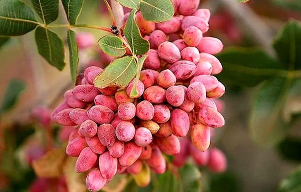 تصویر 1 از خرید پسته تازه با پوست + قیمت فروش استثنایی
